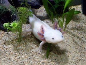 Axolotl mexický - vodní dráček