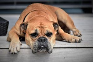 Demence u psů - jak ji poznat a léčit