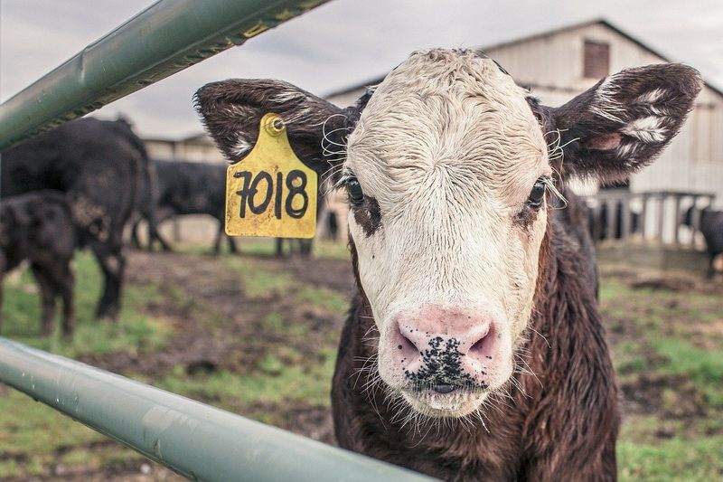 Co způsobuje nemoc šílených krav?