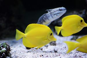 Výživa akvarijních ryb