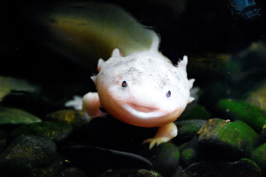 Axolotll